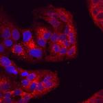 Attractin Monoclonal Antibody (750003)