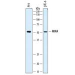MINA53 Antibody in Western Blot (WB)