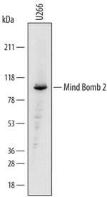 MIB2 Monoclonal Antibody (739505)