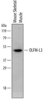 OLFML3 Monoclonal Antibody (740404)