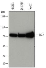 LGI2 Monoclonal Antibody (748914)