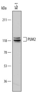 PUM2 Monoclonal Antibody (740610)