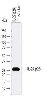 IL-27 p28 Monoclonal Antibody (744015)