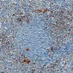 EDG3 Monoclonal Antibody (776807)