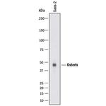SP7 Monoclonal Antibody (764746)