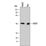 TXNL2 Monoclonal Antibody (791431)