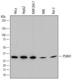 PSMA1 Monoclonal Antibody (785019)