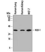 NQO1 Monoclonal Antibody (844142)