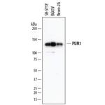 PUM1 Monoclonal Antibody (856332)