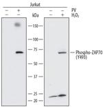 Phospho-Zap-70 (Tyr493) Antibody in Western Blot (WB)