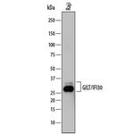 IFI30 Antibody in Western Blot (WB)