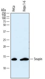 SNAPAP Monoclonal Antibody (809116)
