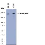 Afadin Monoclonal Antibody (851204)