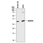 SNAP29 Monoclonal Antibody (827003)