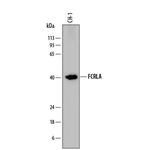 FCRLA Monoclonal Antibody (865910)
