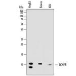 GCHFR Antibody in Western Blot (WB)