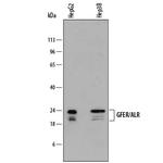 GFER Monoclonal Antibody (829812)