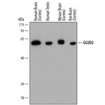 GluD1/GluD2 Monoclonal Antibody (848209)
