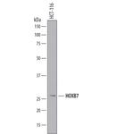 HOXB7 Antibody in Western Blot (WB)