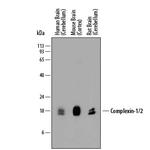 CPLX1/2 Antibody in Western Blot (WB)