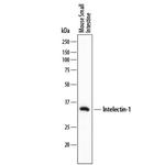 ITLN1 Monoclonal Antibody (746420)