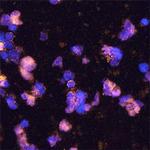 HHLA2 Monoclonal Antibody (907816)