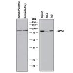 DPP3 Monoclonal Antibody (987030)