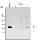 BCL-2 Antibody in Western Blot (WB)