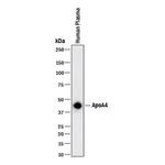 Apolipoprotein A4 Monoclonal Antibody (988829)