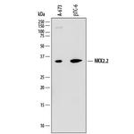 Nkx2.2 Monoclonal Antibody (883411)