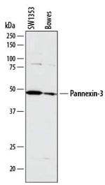 Pannexin 3 Monoclonal Antibody (788905)