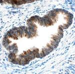 cIAP1 Antibody in Immunohistochemistry (Paraffin) (IHC (P))