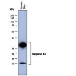 Caspase 14 Monoclonal Antibody (868715)