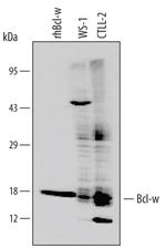 Bcl-W Monoclonal Antibody (90316)