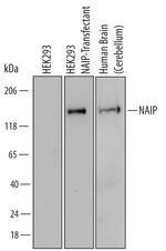 NAIP Monoclonal Antibody (541609)