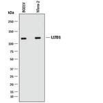 L1TD1 Monoclonal Antibody (901258)