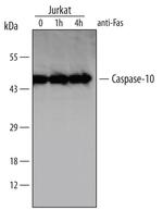 Caspase 10 Monoclonal Antibody (63131)