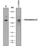 PCDHGC3 Monoclonal Antibody (926525)