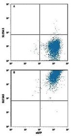 SLC5A5 Monoclonal Antibody (902320)