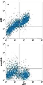 GHSR Monoclonal Antibody (502430)