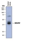 MRGPRF Monoclonal Antibody (916219)