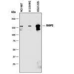 DISP2 Monoclonal Antibody (758204)