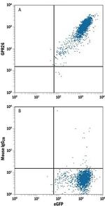 GPR26 Monoclonal Antibody (891318)