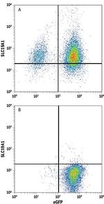 SLC19A1 Monoclonal Antibody (890513)