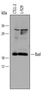 BAD Monoclonal Antibody (64103)