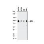 GIT1 Monoclonal Antibody (924640)