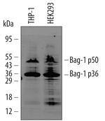 BAG1 Monoclonal Antibody (GP3.10G3E2)