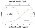 GDF5 Monoclonal Antibody (143004)