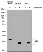 LC3A Antibody in Western Blot (WB)