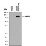 PUNC Monoclonal Antibody (920038)